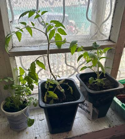 Как продезинфицировать горшки перед посадкой рассады